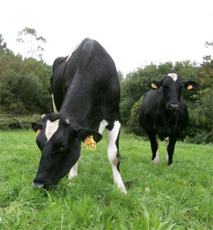 A reforma da PAC  ser&aacute; un punto de inflexi&oacute;n moi importante para os gandeiros galegos