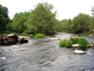 Adega denuncia a tala de carballos, casti&ntilde;eiros, salgueiros, chopos e ameneiros ao car&oacute;n do MI&ntilde;o