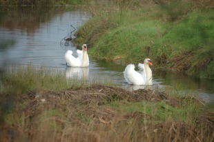 Ademais das especies vexetais, est&aacute;n catalogadas 123 aves que paran neste entorno