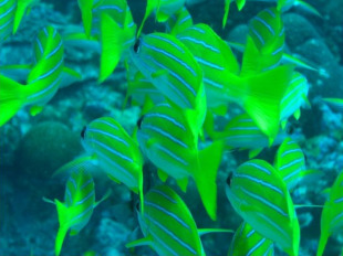 Outra especie catalogada &eacute; o "pargo de raias azuis"