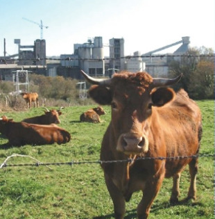 E os animais acum&uacute;lano nos seus &oacute;sos / Imaxes: Adega