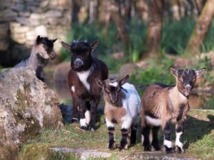 Alg&uacute;ns dos animais que se expo&ntilde;en en Marcelle