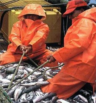 A pescada &eacute; a especie de maior valor comercial para os armadores galegos