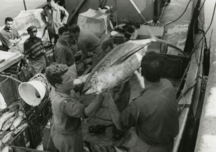 Atuneiro, na d&eacute;cada dos 50