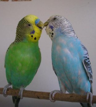 O d&iacute;a da Candelaria empar&eacute;llanse os paxaros