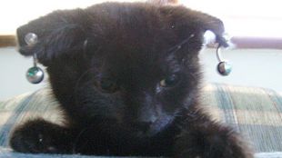 Foto dun dos gati&ntilde;os atopados na casa da acusada