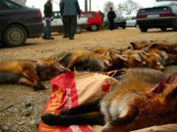 Do Estado, s&oacute; en Galiza se permite