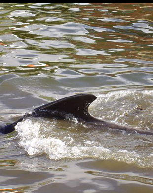 Un caldeir&oacute;n no Atl&aacute;ntico