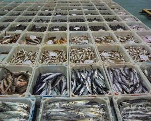 As lonxas galegas est&aacute;n a sofrir as consencuencias do amarre da flota a causa do mal tempo (flickr: sao mai)