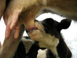 Polo menos tres explotaci&oacute;ns foron obxecto da suspensi&oacute;n de recollida de leite por parte Celega