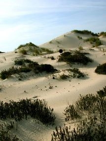 Dunas de Mira, onde Pescanova pretende constru&iacute;r a planta / Ant&oacute;nio Campos