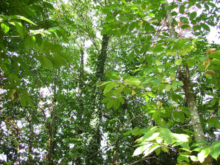 Casti&ntilde;eiros / Flickr da Aula de Silvicultura da Universidade de Vigo