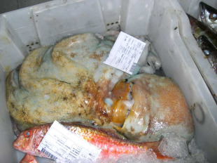 O ano pasado captur&aacute;ronse en Galiza 2.723 toneladas de polbo