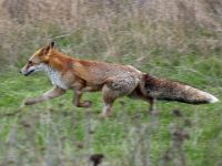 "Non est&aacute; excesivamente perseguido"