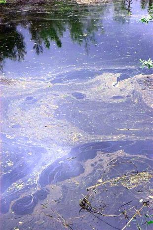 maxe do Mi&ntilde;o en Ourense logo dun vertido recente / Foto: ADEGA