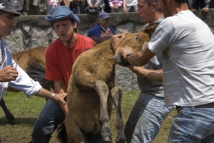 Jorge e Ar&oacute;n Cas&aacute;s no curro de San Cibr&aacute;n / Foto Xabier Fern&aacute;ndez