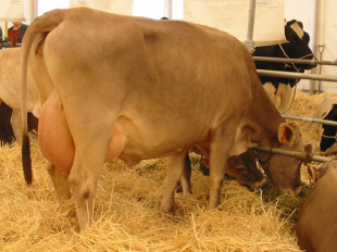 O PSdeG denunica o peche de explotaci&oacute;ns, a ca&iacute;da dun 41,3% nos ingresos das granxas ou perdas no sector que superan os 173 mill&oacute;ns de Euros