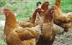 Gali&ntilde;a de Mos