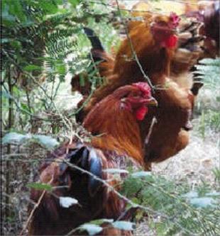 Gali&ntilde;a de Mos