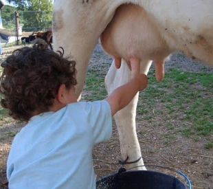 O futuro do sector poder&iacute;a pasar pola creaci&oacute;n dun grupo l&aacute;cteo galego, mais tam&eacute;n son precisas outras medidas