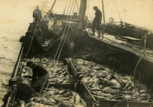 Embarcaci&oacute;n de altura, no Canad&aacute;, con bacallao a bordo (1955)