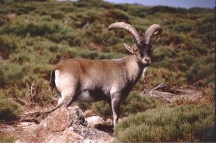 Sete cranios de cabra montesa apareceron no Xur&eacute;s