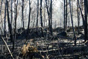 As queimas agr&iacute;colas, as queimas para a obtenci&oacute;n de pastos e os intereses urban&iacute;sticos, entre as principais causas do lume