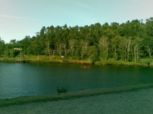 Ademais do xunco, neste humidal p&oacute;dense contemplar especies como o salgueiri&ntilde;o, a antela, a espadana, o xinzo ou o ameneiro
