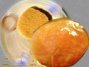 Bist&eacute; artificial creado por artistas australianos do Tissue Culture and Art Project