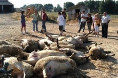 Para recibir unha axuda c&oacute;mpre que os t&eacute;cnicos certifiquen que o ataque foi producido por un lobo