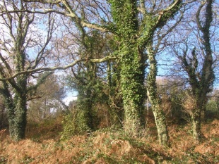 Fraga de Men&aacute;ncaro / Foto: menancaro.blogspot.com