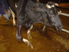 Algunhas imaxes tomadas polas organizaci&oacute;ns no mercado de Rates