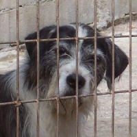 I&ntilde;aki, no refuxio de animais de Ponteareas / Imaxe: http://www.colectivoanimal.com/