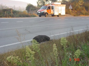 Un xabaril atropelado / Imaxe: Protecci&oacute;n Civil de Vilagarc&iacute;a