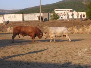 Unha imaxe da 'chega de bois' de Mu&iacute;&ntilde;os