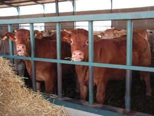 Explotaci&oacute;n gandeira