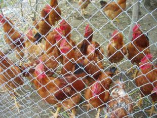 Este ano, &aacute; Festa das Sopas unirase a do 'Galo pica no chan', unha degustaci&oacute;n destas aves que foron criadas polos veci&ntilde;os