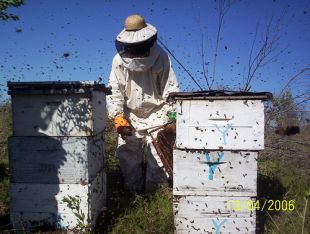 No medio das abellas / Flickr: todotiempopasadofuemejor