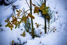 Esta sexta feira nevar&aacute; por riba dos 500 metros / Flicrk: muad_did