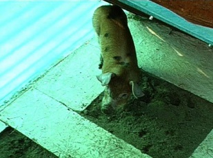 Emiliano na s&uacute;a casa